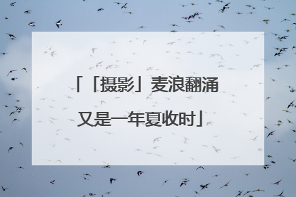 「摄影」麦浪翻涌 又是一年夏收时
