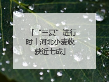 “三夏”进行时丨河北小麦收获近七成