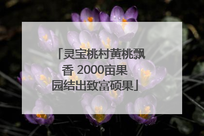 灵宝桃村黄桃飘香 2000亩果园结出致富硕果