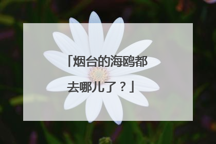 烟台的海鸥都去哪儿了？