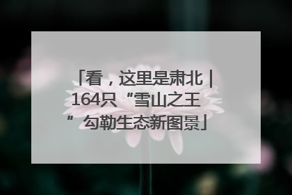 看，这里是肃北｜164只“雪山之王”勾勒生态新图景