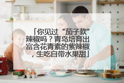 你见过“茄子款”辣椒吗？青岛培育出富含花青素的紫辣椒，生吃自带水果甜