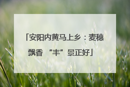 安阳内黄马上乡：麦穗飘香 “丰”景正好