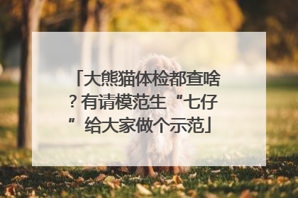 大熊猫体检都查啥？有请模范生“七仔”给大家做个示范