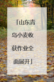 山东青岛小麦收获作业全面展开