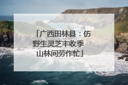 广西田林县：仿野生灵芝丰收季 山林间劳作忙