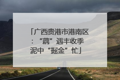 广西贵港市港南区：“藕”遇丰收季 泥中“掘金”忙
