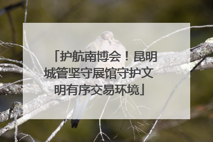 护航南博会！昆明城管坚守展馆守护文明有序交易环境