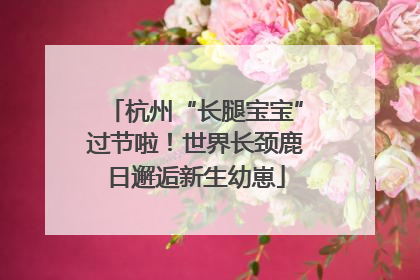 杭州“长腿宝宝”过节啦！世界长颈鹿日邂逅新生幼崽