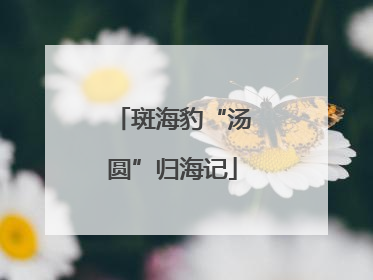 斑海豹“汤圆”归海记