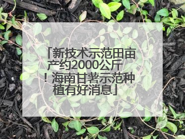 新技术示范田亩产约2000公斤！海南甘薯示范种植有好消息