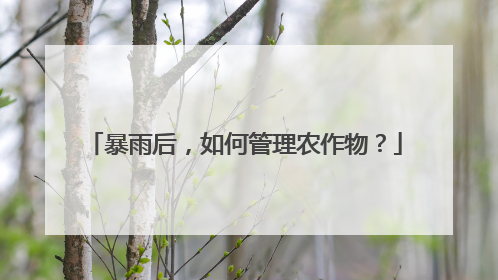 暴雨后，如何管理农作物？