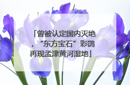 曾被认定国内灭绝，“东方宝石”彩鹮再现孟津黄河湿地