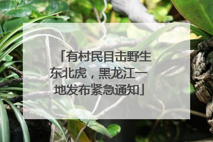 有村民目击野生东北虎,黑龙江一地发布紧急通知