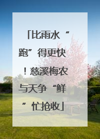 比雨水“跑”得更快！慈溪梅农与天争“鲜”忙抢收