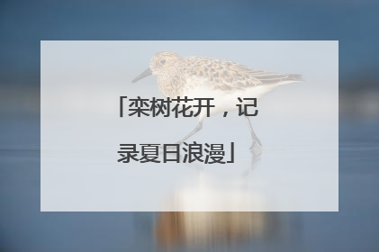 栾树花开，记录夏日浪漫