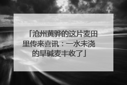 沧州黄骅的这片麦田里传来喜讯：一水未浇的旱碱麦丰收了