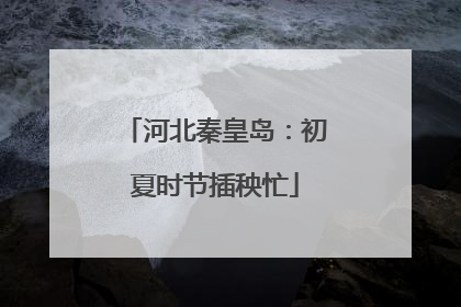 河北秦皇岛：初夏时节插秧忙