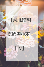 河北馆陶富铬黑小麦丰收