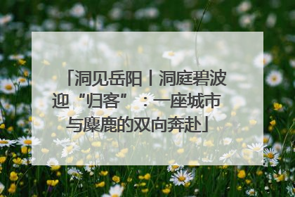 洞见岳阳丨洞庭碧波迎“归客”：一座城市与麋鹿的双向奔赴