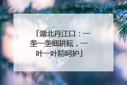 湖北丹江口：一垄一垄细耕耘，一叶一叶精呵护