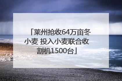 莱州抢收64万亩冬小麦 投入小麦联合收割机1500台