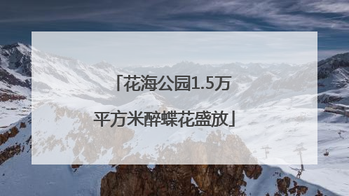 花海公园1.5万平方米醉蝶花盛放