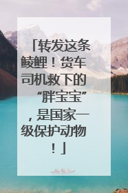 转发这条鲮鲤！货车司机救下的“胖宝宝”，是国家一级保护动物！