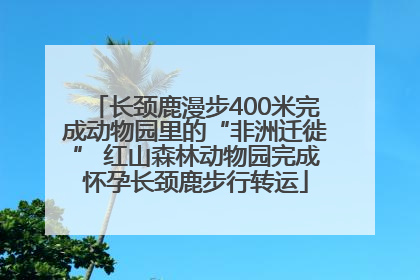 长颈鹿漫步400米完成动物园里的“非洲迁徙” 红山森林动物园完成怀孕长颈鹿步行转运